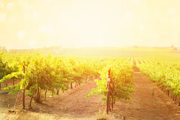 Álmodozó Vineyard táj. Vintage szűrt kép. — Stock Fotó