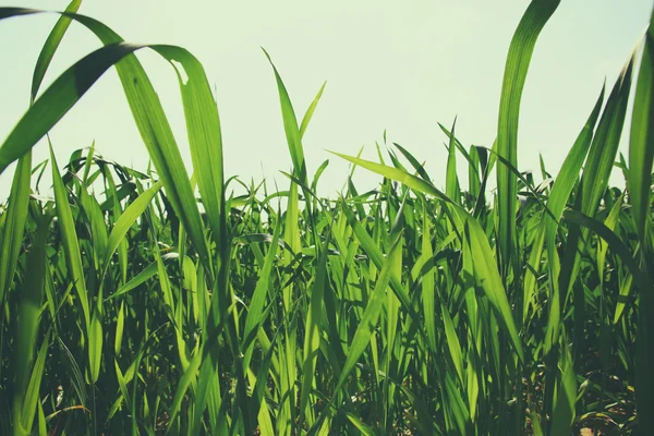 Blick auf frisches Gras. Konzept der Freiheit und Erneuerung — Stockfoto