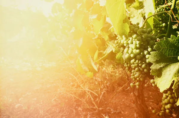 Paisagem vinícola ao pôr-do-sol — Fotografia de Stock
