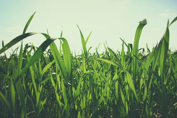 Niedriger Winkel von frischem Gras — Stockfoto