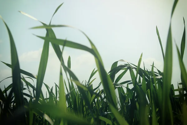 新鮮な草のローアングル — ストック写真