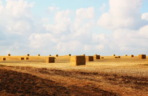 Haybales zlatá pšenice — Stock fotografie