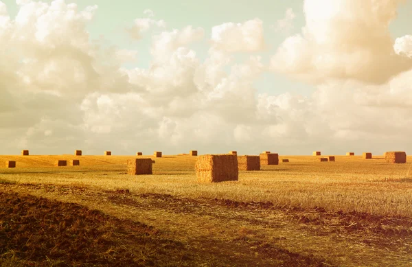 Haybales zlatá pšenice — Stock fotografie