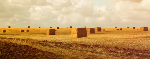 Haybales zlatá pšenice — Stock fotografie