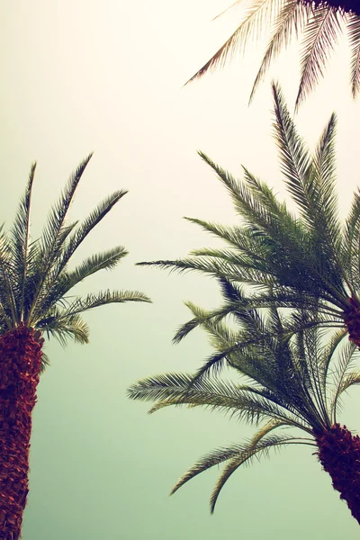 Palmen gegen Sky.summer, Urlaub und tropischen Strand conce — Stockfoto