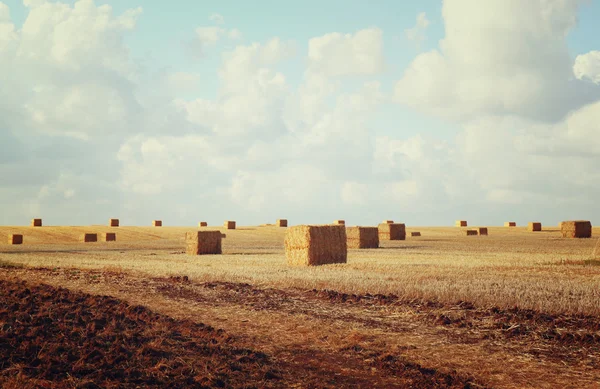 Obraz zlaté pšeničné haystacks pole a modré nebe — Stock fotografie