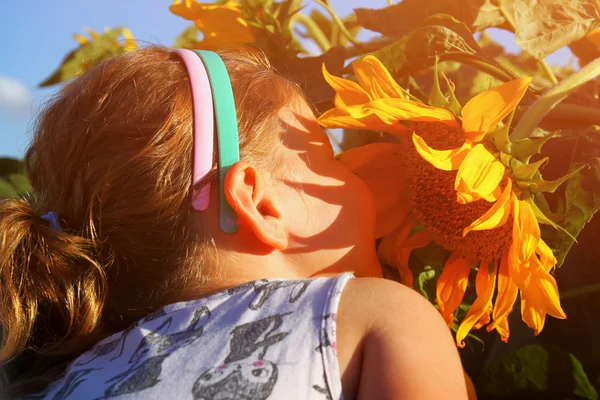 Мила маленька дівчинка пахне соняшником в літньому полі — стокове фото