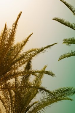 Gökyüzü palmiye ağaçları. Yaz, tatil ve tropikal kavramı