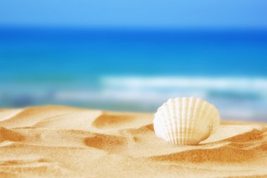 Tropikal kumlu plaj ve deniz kabuğu görüntüsü