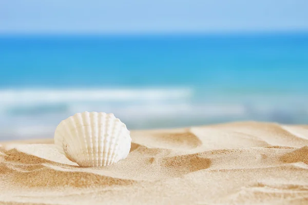 Image of tropical sandy beach and seashell — Stock Photo, Image