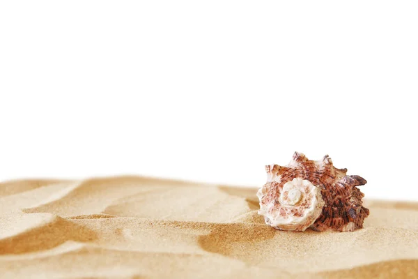 Изображение тропического песчаного пляжа и раковины — стоковое фото