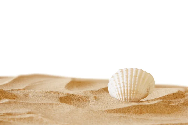 Image of tropical sandy beach and seashell — Stock Photo, Image