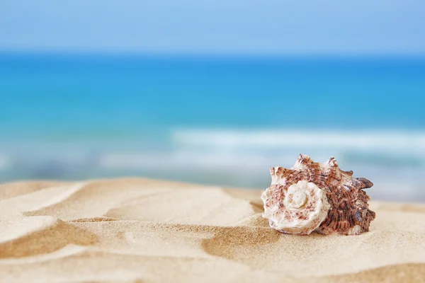 Imagen de playa tropical de arena y concha —  Fotos de Stock