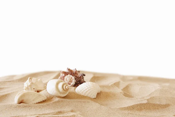 Image of tropical sandy beach and seashells — Stock Photo, Image