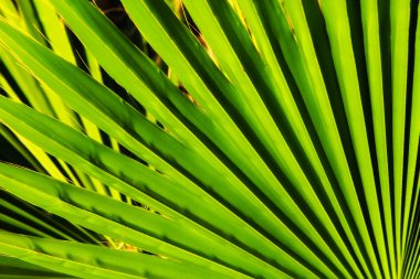 palmiye yaprağı detay