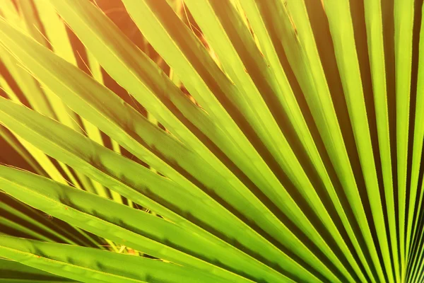 Palm leaf деталей — стокове фото