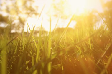 Soyut ve rüya gibi görüntü taze ot düşük açılı görünüş