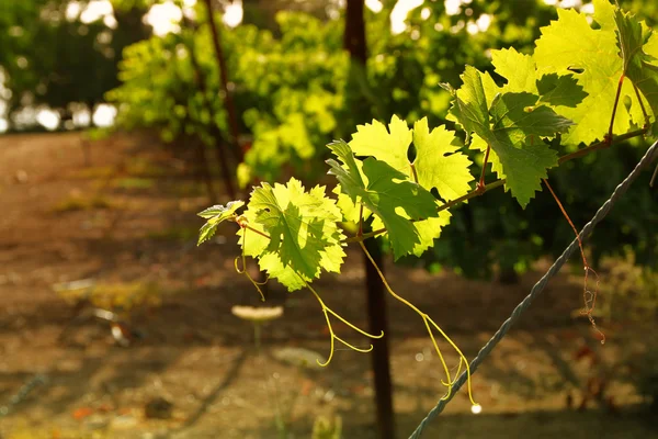 Lanskap kebun anggur saat matahari terbenam cahaya — Stok Foto