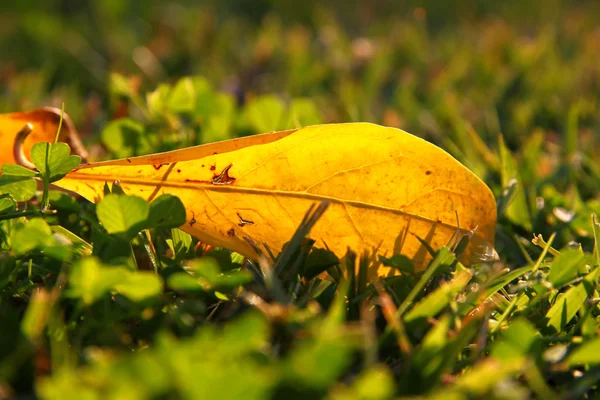 Sfondo autunnale con foglia secca sull'erba . — Foto Stock