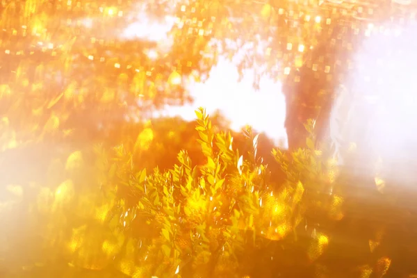 木々 とキラキラのピンぼけ光の抽象的な写真がぼけてます。 — ストック写真