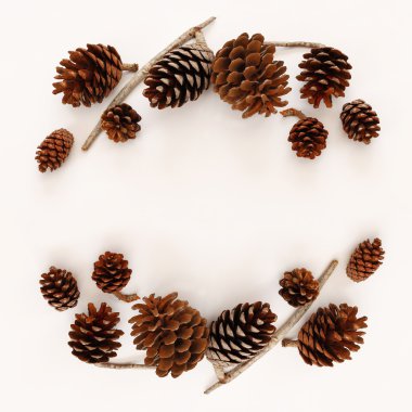 Çam kozalakları üstten görünüm beyaz arka plan üzerinde