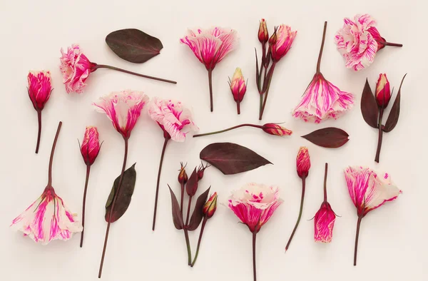 아름 다운 분홍색 꽃의 상위 뷰 — 스톡 사진
