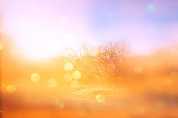 Photo abstraite floue de la lumière parmi les arbres et les paillettes — Photo