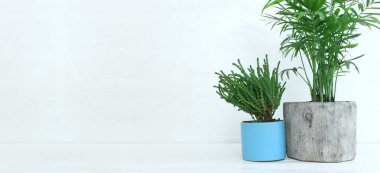 Beyaz duvar arkaplanı üzerinde yeşil bitki bulunan ahşap masanın iç görüntüsü