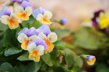 Bahçedeki narin mor ve sarı nonoş çiçeklerinin fotoğrafı. Yaklaş, seçici odaklanma