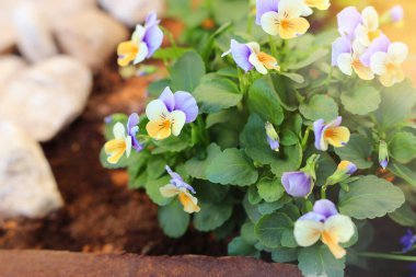 Bahçedeki narin mor ve sarı nonoş çiçeklerinin fotoğrafı. Yaklaş, seçici odaklanma