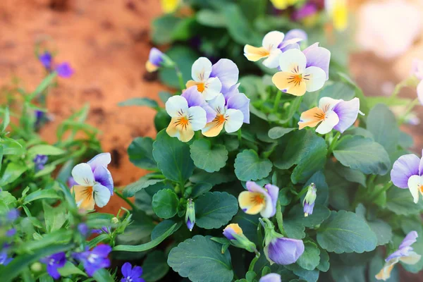 Photo Délicates Fleurs Violettes Jaunes Dans Jardin Gros Plan Focus — Photo