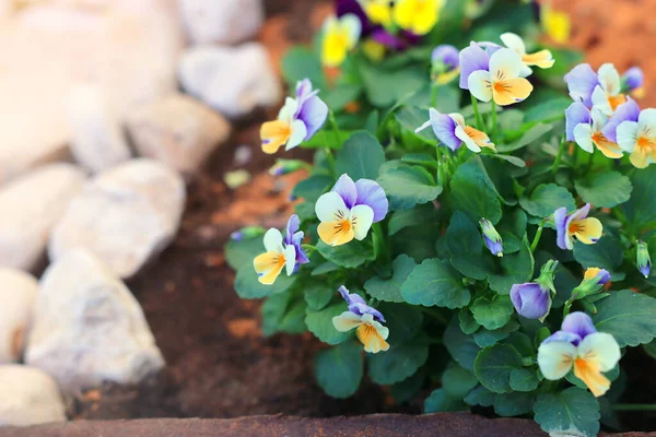 Foto Delikata Lila Och Gula Pansarblommor Trädgården Närbild Selektivt Fokus — Stockfoto