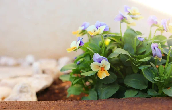 Photo Délicates Fleurs Violettes Jaunes Dans Jardin Gros Plan Focus — Photo