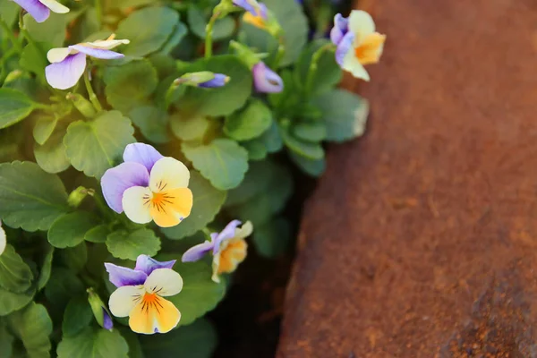 Foto Delicadas Flores Color Púrpura Amarillo Jardín Primer Plano Enfoque —  Fotos de Stock