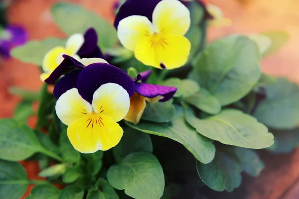 庭の繊細な紫と黄色のパンジーの花の写真 閉じる 選択的フォーカス — ストック写真