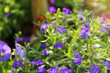 Bahçedeki mavi Lobelia çiçeklerinin fotoğrafı. Yaklaş, seçici odaklanma