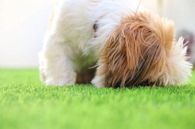 Sevimli mutlu köpek parkta kokluyor.