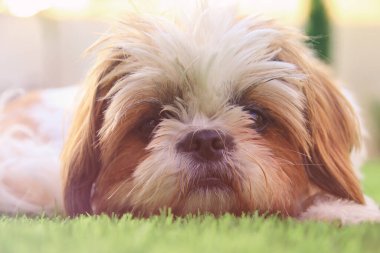 Şirin Shi Tzu köpeğinin yüzünü kapatın.