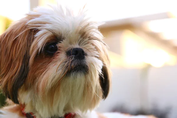 Close Rosto Adorável Cão Shi Tzu — Fotografia de Stock