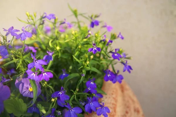 Foto Lobelia Azul Flores Jardín Primer Plano Enfoque Selectivo —  Fotos de Stock