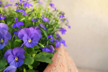 Bahçedeki mavi nonoş çiçeklerinin fotoğrafı. Yaklaş, seçici odaklanma