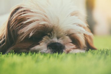 Şirin Shi Tzu köpeğinin yüzünü kapatın.