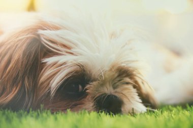 Şirin Shi Tzu köpeğinin yüzünü kapatın.