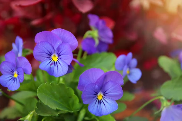 Foto Blå Penstiga Blommor Trädgården Närbild Selektivt Fokus — Stockfoto