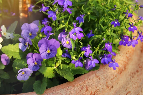 Photo Fleurs Bleues Dans Jardin Gros Plan Focus Sélectif — Photo