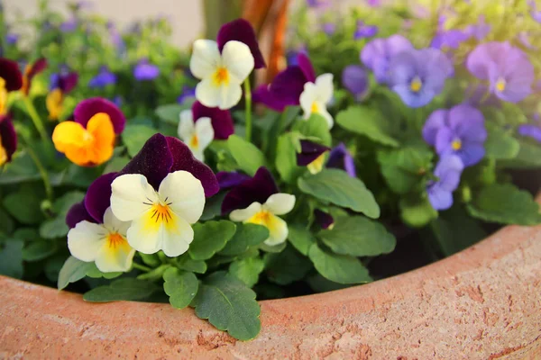 Photo Colorful Pansy Flowers Garden Close Selective Focus — Stock Photo, Image
