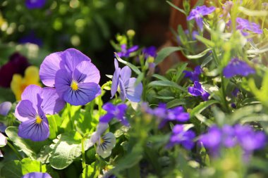 Bahçedeki mavi nonoş çiçeklerinin fotoğrafı. Yaklaş, seçici odaklanma