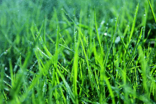 Background Morning Dew Drops Green Grass Selective Focus — Stock Photo, Image