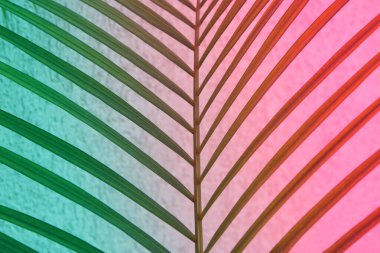 Renkli tropik palmiye yaprakları