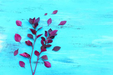 Yakut bitkisi mavi ahşap arka planda çiçek açar